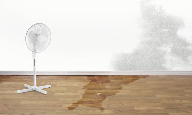 Best Flood restoration services  in Miami Shores, FL